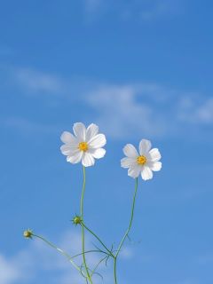 秦筱月裴景宣