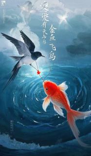 爱有天意，金鱼与飞鸟