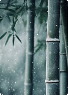 霜雪满途，为你而来